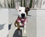 Small #1 American Pit Bull Terrier Mix