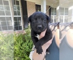 Small Photo #12 Australian Cattle Dog-Labrador Retriever Mix Puppy For Sale in SEMINOLE, AL, USA