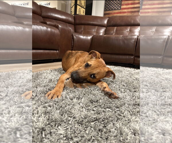 Medium Photo #3 American Pit Bull Terrier-Labrador Retriever Mix Puppy For Sale in Ball Ground, GA, USA