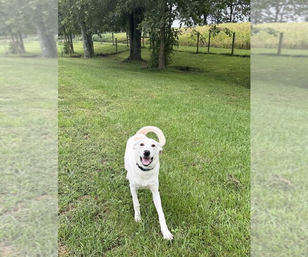 Medium Photo #1 Labrador Retriever-Unknown Mix Puppy For Sale in Osgood, IN, USA