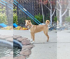 Ginger Spice - Female Gerberian Shepsky Dog for Adoption - Photo #5