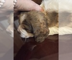 Small Photo #10 English Springer Spaniel Puppy For Sale in STATESVILLE, NC, USA