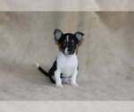 Puppy Poppy Chihuahua