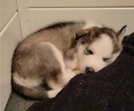 Small Photo #4 Siberian Husky Puppy For Sale in WINTER HAVEN, FL, USA