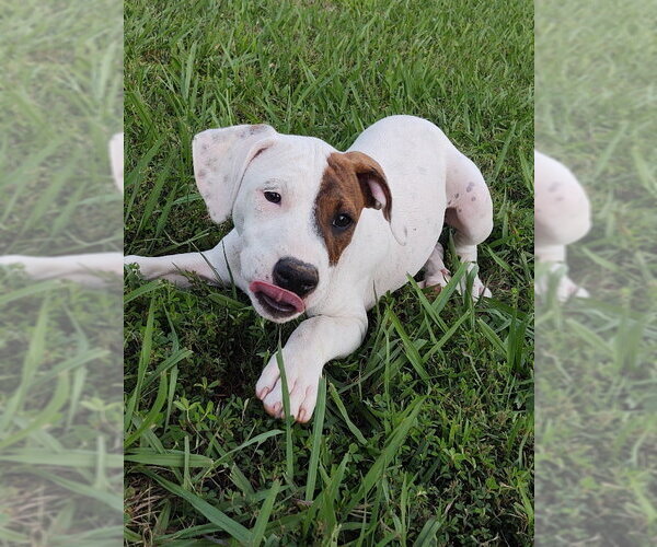 Medium Photo #10 Beagle-Unknown Mix Puppy For Sale in Hinton, WV, USA