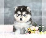 Small Photo #1 Pomsky Puppy For Sale in PARKESBURG, PA, USA