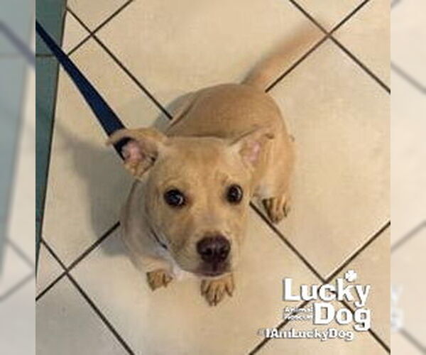 Medium Photo #2 Labrador Retriever-Unknown Mix Puppy For Sale in Washington, DC, USA