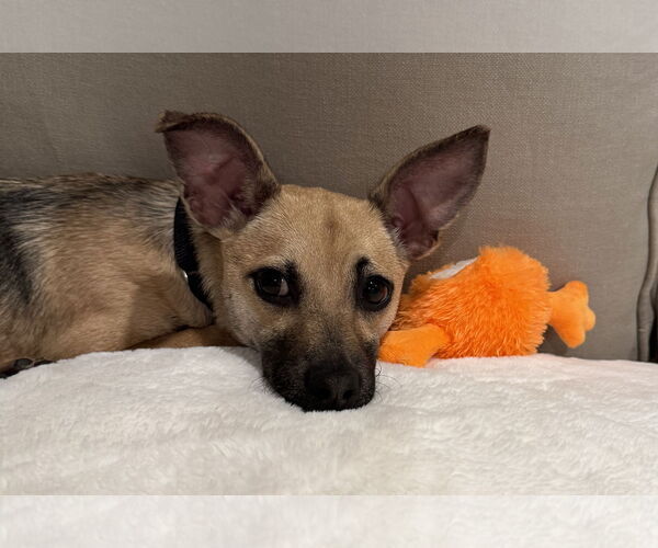 Medium Photo #11 Mutt Puppy For Sale in Oakhurst, NJ, USA