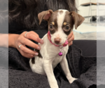 Small #6 Chihuahua Mix