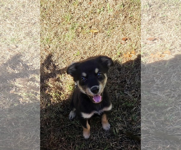 Medium Photo #4 Australian Shepherd-Boxer Mix Puppy For Sale in pomfret, CT, USA