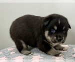 Small Photo #24 Pomsky-Shiba Inu Mix Puppy For Sale in NASHUA, NH, USA