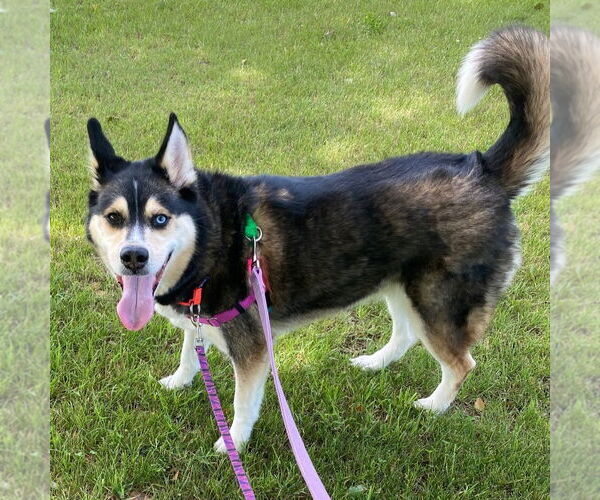 Medium Photo #3 Siberian Husky-Unknown Mix Puppy For Sale in Fargo, ND, USA