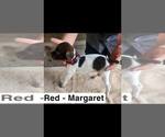 Puppy Margaret German Shorthaired Pointer