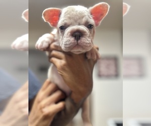 French Bulldog Puppy for sale in NEW YORK, NY, USA