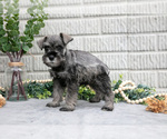 Small #2 Schnauzer (Miniature)