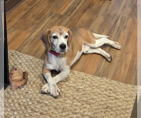 Medium Photo #3 Beagle Puppy For Sale in Crystal, MN, USA