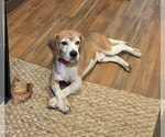 Small #2 Beagle