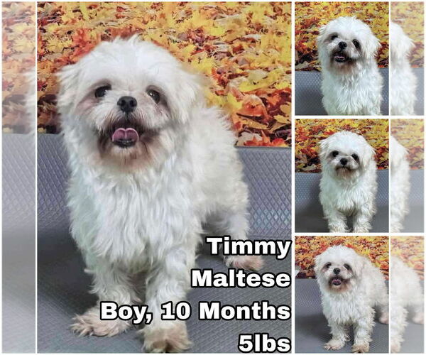 Medium Photo #1 Maltese Puppy For Sale in Seattle, WA, USA