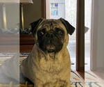 Small #1 Pug