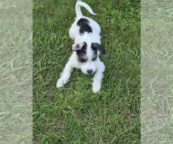 Medium Photo #7 Maltese-Unknown Mix Puppy For Sale in Westminster, MD, USA