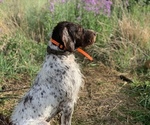 Small #10 German Wirehaired Pointer