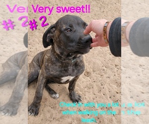 Cane Corso Litter for sale in ARROYO GRANDE, CA, USA