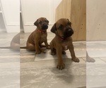Small #7 Rhodesian Ridgeback