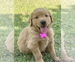 Small Photo #4 Golden Retriever Puppy For Sale in LOUISBURG, NC, USA