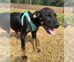Small Photo #3 Bulldog-Labrador Retriever Mix Puppy For Sale in Tarrytown, GA, USA