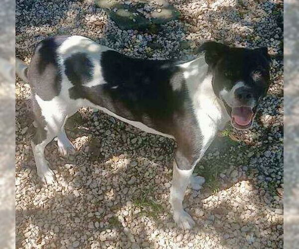 Medium Photo #3 American Pit Bull Terrier-Unknown Mix Puppy For Sale in Staley, NC, USA