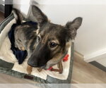 Small #11 Mutt