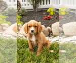 Small Photo #15 Golden Cavadoodle Puppy For Sale in MILLERSBURG, IN, USA
