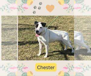 Mutt Dogs for adoption in Rootstown, OH, USA