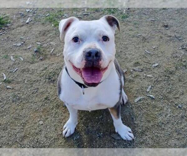 Medium Photo #2 Mutt Puppy For Sale in Martinez, CA, USA