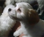 Small Photo #1 Havanese Puppy For Sale in FENTON, MO, USA