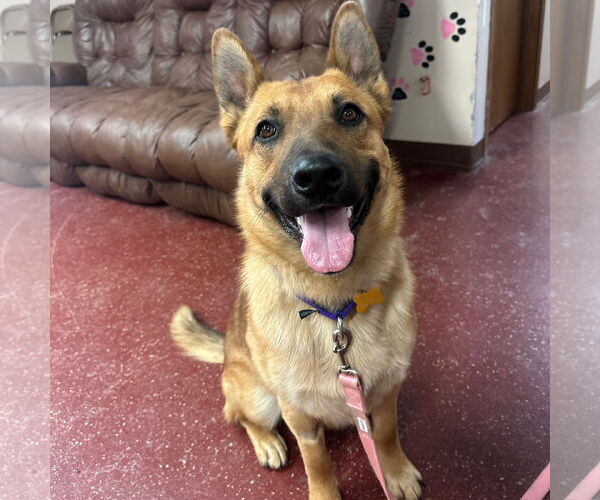 Medium Photo #5 German Shepherd Dog-Unknown Mix Puppy For Sale in Fargo, ND, USA
