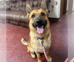 Small #4 German Shepherd Dog Mix