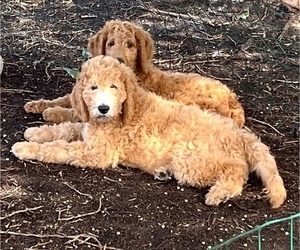 Goldendoodle Puppy for sale in SATELLITE BEACH, FL, USA