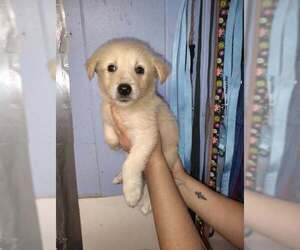 Great Pyrenees-Unknown Mix Dogs for adoption in Evansville, IN, USA