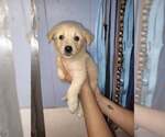 Small Great Pyrenees Mix