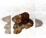 Puppy Benji Poodle (Toy)