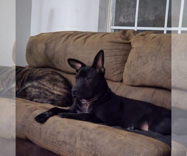 Medium Photo #3 Mutt Puppy For Sale in The Woodlands, TX, USA