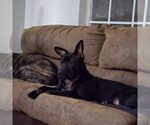 Small #2 Mutt