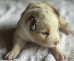 Small #3 Australian Shepherd-Miniature Australian Shepherd Mix