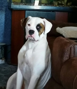 Medium Photo #1 Boxer Puppy For Sale in ORONOGO, MO, USA