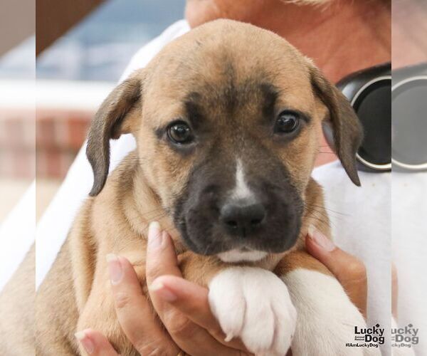 Medium Photo #5 Mutt Puppy For Sale in Washington, DC, USA