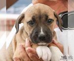 Small #4 Mutt