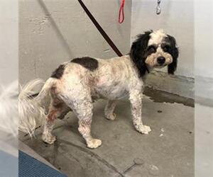 Poodle (Miniature) Dogs for adoption in Camarillo, CA, USA