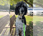Small #6 Poodle (Standard)