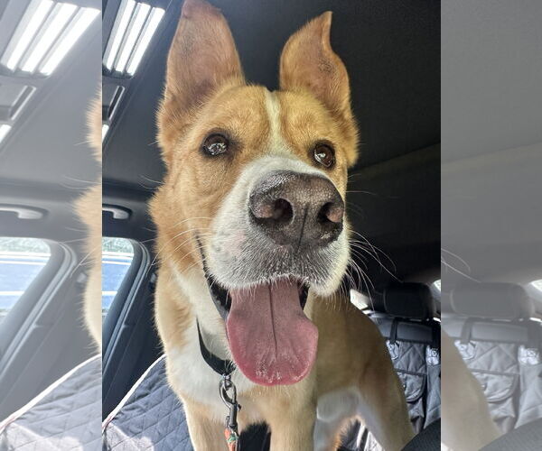Medium Photo #2 Akita-Unknown Mix Puppy For Sale in The Woodlands, TX, USA